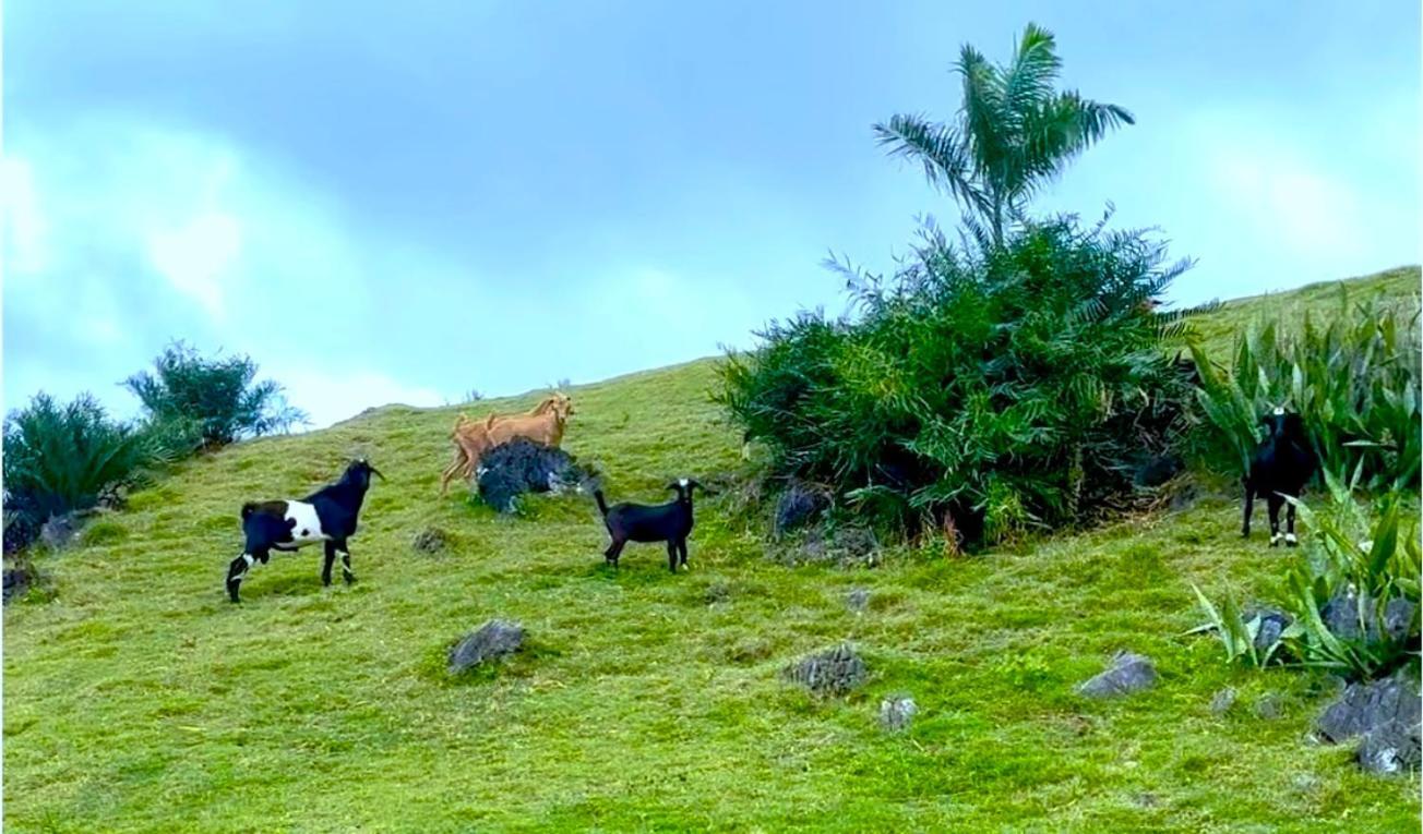 Las Galeras Village Ecolodge المظهر الخارجي الصورة